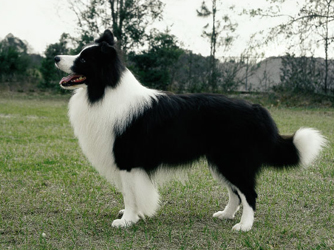 Border_Collie (1)