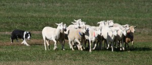 Border_Collie_sheepdog_trial