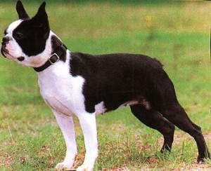 Boston-Terrier-muzzle-Boston-Terrier