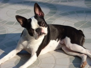 Boston_Terrier_Eden_Forever (1)