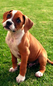 Boxer_puppy_fawn