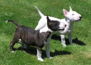 Bull_Terrier_3