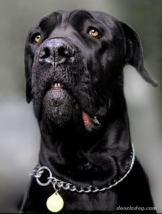 Cane-Corso