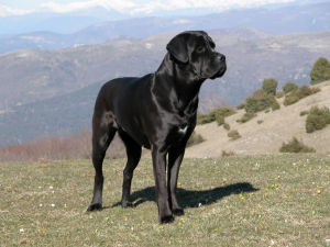 Cane_corso_temi_1_1024x768x24