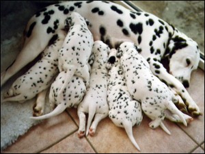 Chienne_dalmatienne_allaitant_6_chiots_dalmatiens