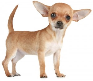 Chihuahua puppy shutterstock_64196854