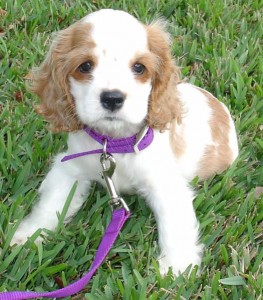 Cocker_Spaniel_Puppy