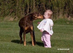 Doberman with little girl