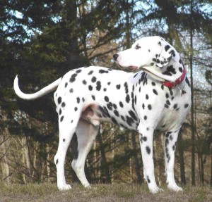 Dalmatian-007