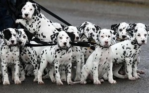 Dalmatian