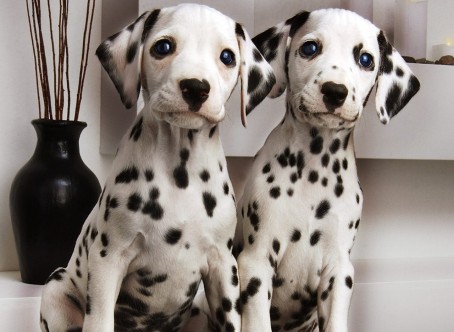 Dalmatian-pups