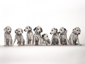 Dalmatian_funny_cute_puppies