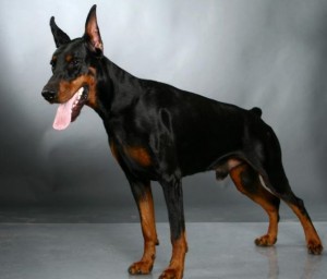 Doberman-Pinscher-Pics-26