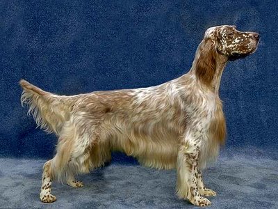 English Setter