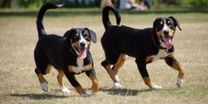 Entlebucher-Mountain-dogs-660x330