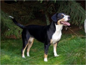 Entlebucher dog