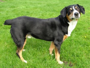 Entlebucher2_wb