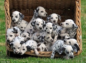 Forget 101 Dalmatians, 16 are driving me dotty dog Meet the unruly brood and the human and canine mothers looking after them 5