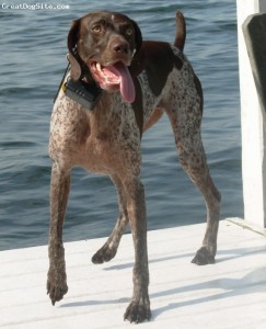 German Shorthaired Pointer-watermarked-1228572063