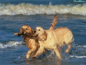 Golden Retriever pictures