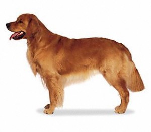 Golden-Retriever1