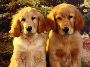 Golden-Retrievers