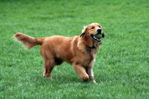 Golden_Retriever_with_tennis_ball