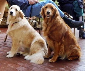 Golden_Retrievers_dark_and_light