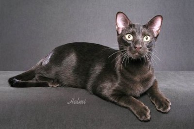 Havana-Brown-cats-imagess