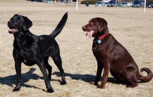 Labrador_Retrievers_blackandchocolate