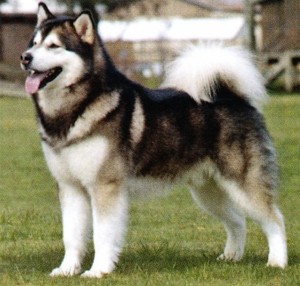 Malamute-do-Alaska