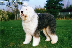 Old English Sheepdog-2 years-Gray and White-1184819826