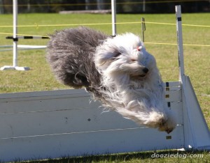 Old-English-Sheepdog-3