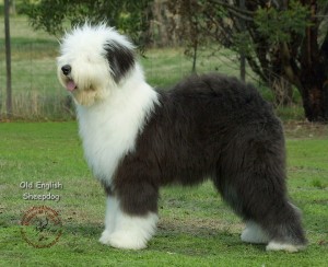 Old English Sheepdog 9F055D-17