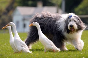 Old-English-Sheepdog-old-english-sheepdogs-32108732-450-300