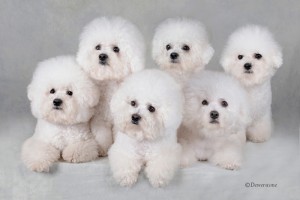 Osborne_Bichon_6