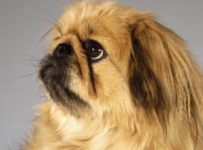 Pekingese-Computer-Background