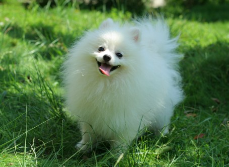 Pomeranian-Puppy4