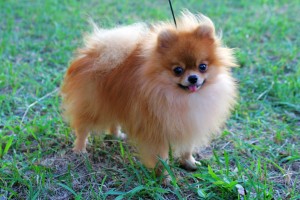 Pomeranian5