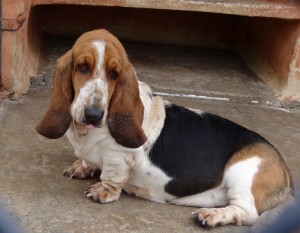 Raza_Basset_Hound