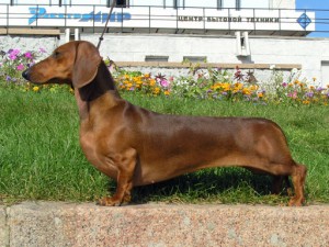 Short-haired-Dachshund