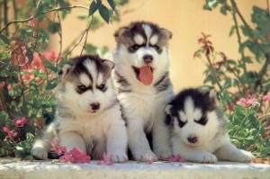 Siberian-Husky-Puppies-For-Sale-1