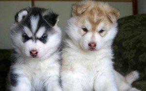 Siberian-Husky-Pups-teddybear64-19795969-1280-800