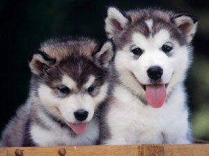 Siberian_Husky_Puppies