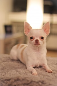 Toy-Chihuahua