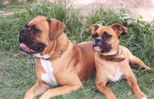 Two_boxer_dogs_(2004)