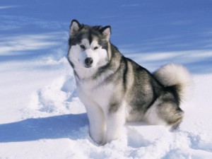 alaskan-malamute-snow3