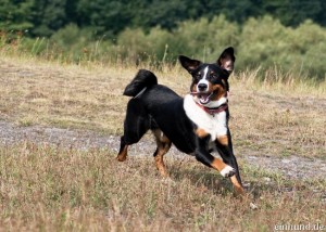 appenzeller_sennenhund_04