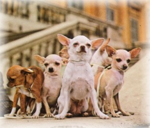 arizona-dog-pounds-see-2300-growth-in-chihuahuas