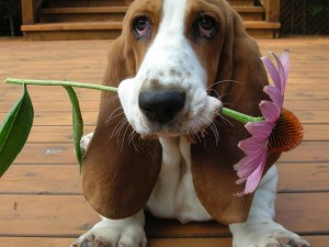 basset-hound-howard_34698_990x742